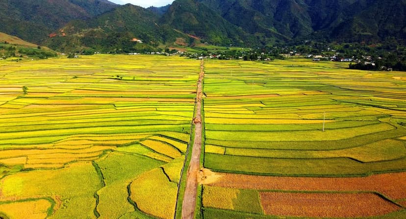 Cánh đồng Mường Lò